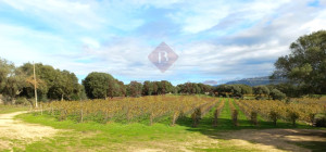 Esclusiva Azienda Vitinicola a Berchidda