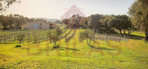 Esclusiva Azienda Vitinicola a Berchidda