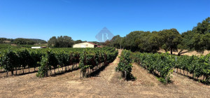 Esclusiva Azienda Vitinicola a Berchidda