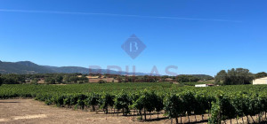 Esclusiva Azienda Vitinicola a Berchidda