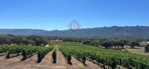 Esclusiva Azienda Vitinicola a Berchidda